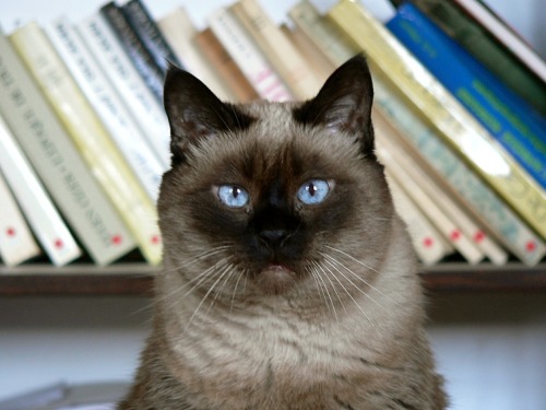 mostlycatsmostly:(via Sixtine)