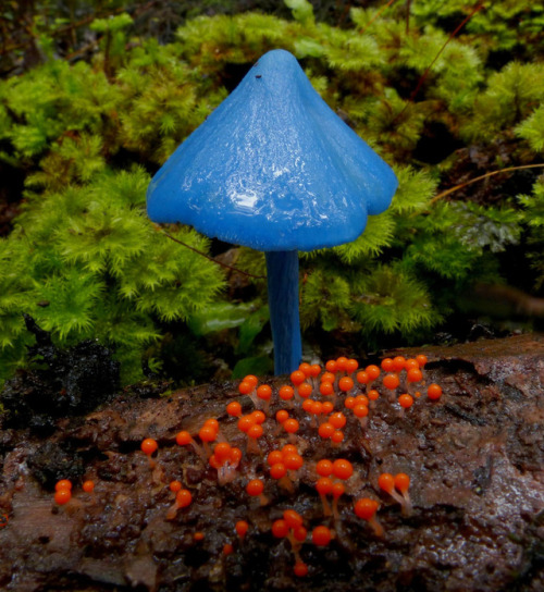 quiet-nymph:Entoloma hochstetteriby New Zealand Wild