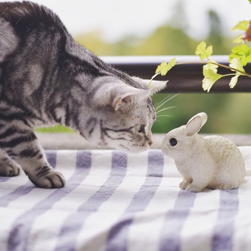 ramustagram: おはよう #cat #cats #meow #neko #猫 #ねこ #ネコ #catsofinstagram #jj_justcats #instacat #cat_fea