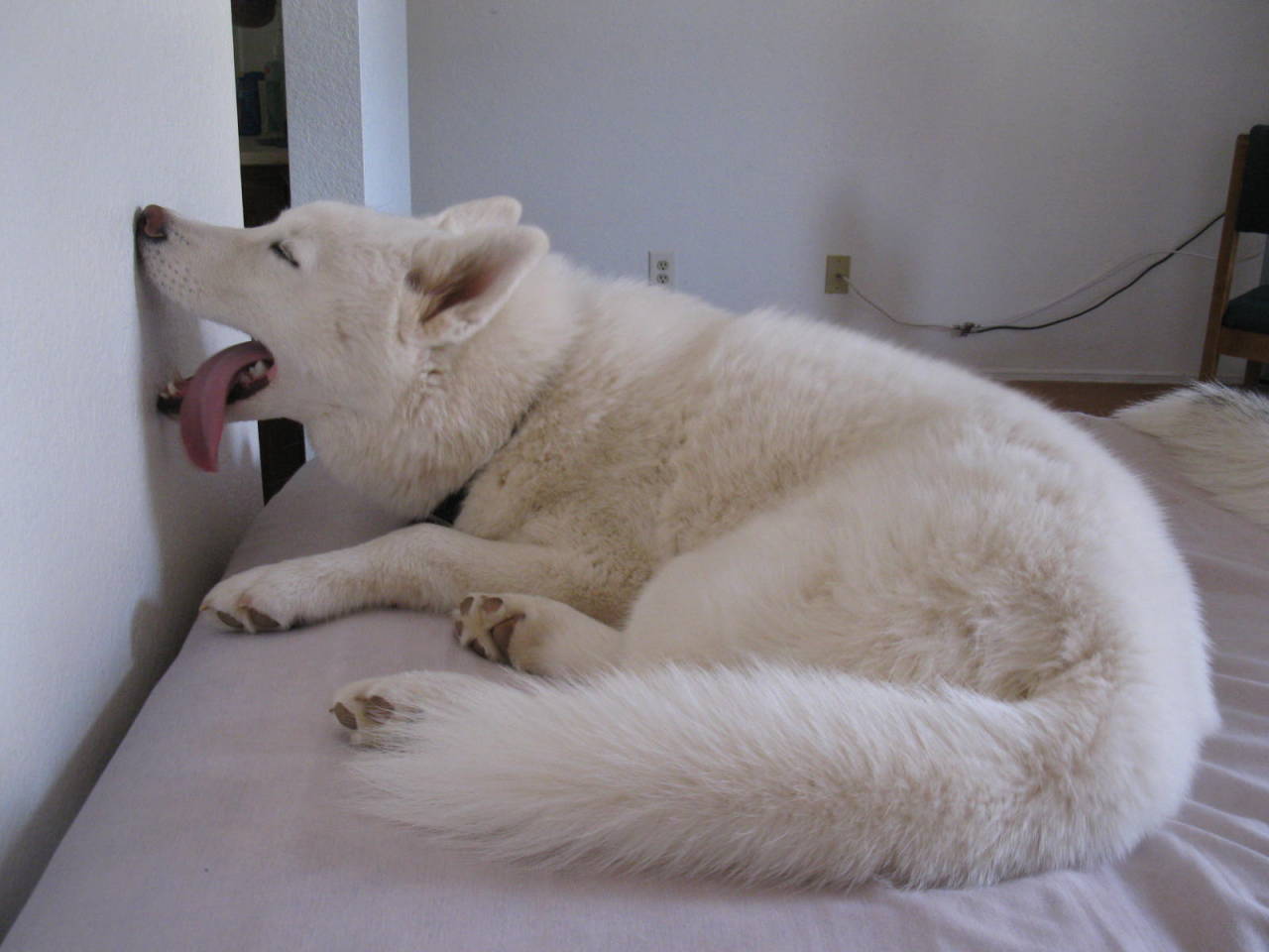 boringisdull:  6woofs:  emoplantblogger:  justanotherhighschoolgrad:  siberian huskies