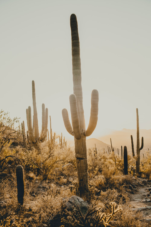 julianajohnsonphoto: Saguaro National Park Western District Tuscon, Arizona December 2017 instagram: