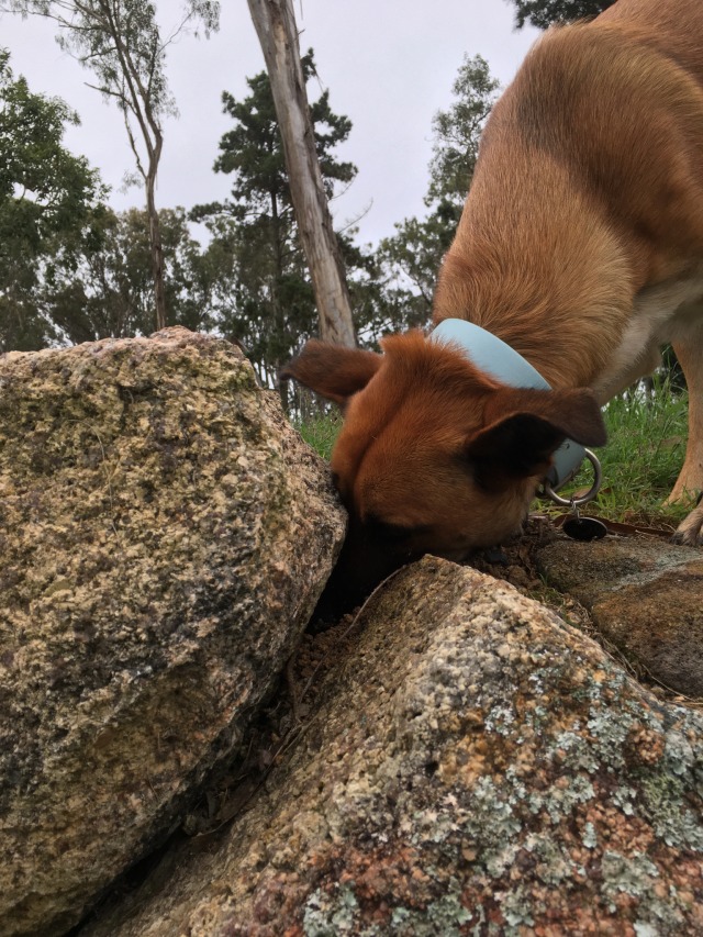 the same brown kelpie dog sticking her nose in between the two rocks
