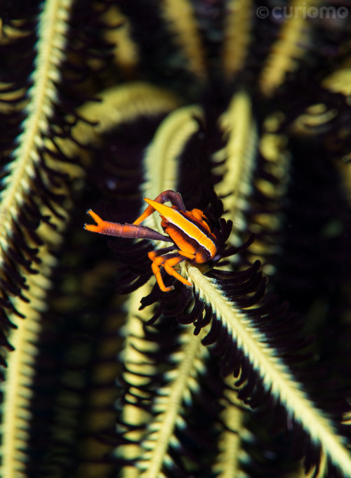 The Elegant Squat Lobster spends its life camouflaged within the arms and stalk of the Crinoid Feath