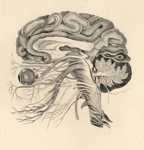 michaelmoonsbookshop:Illustration from a late 19th century encyclopaedia Brain and Central Nerves of