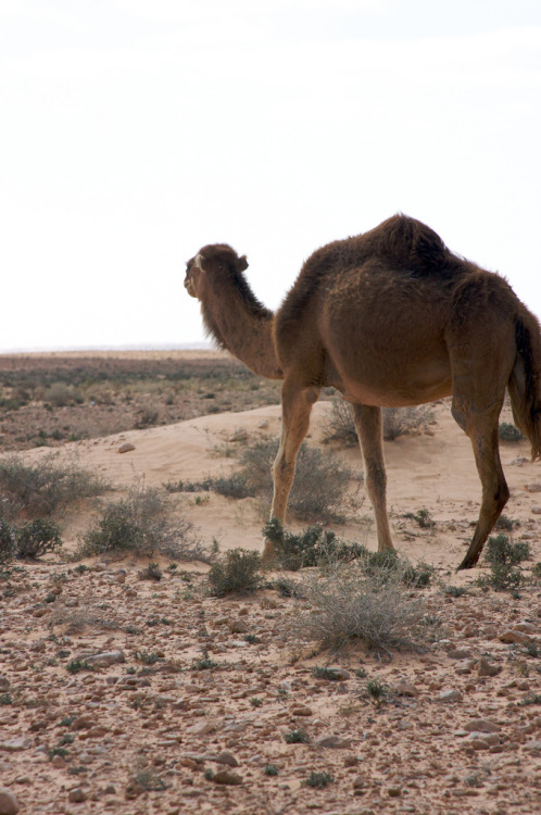 funkysafari:Dromedary camel in the desert, Tunisia by katinalynn