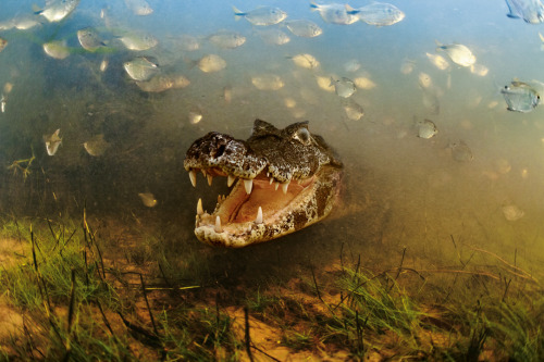 awkwardsituationist:  brazil’s yacare caiman was once hunted to near extinction for its valuable skin, but thanks to a global ban on the trade its home in the pantanal — the world’s largest wetland, situated along along the paraguay river — now