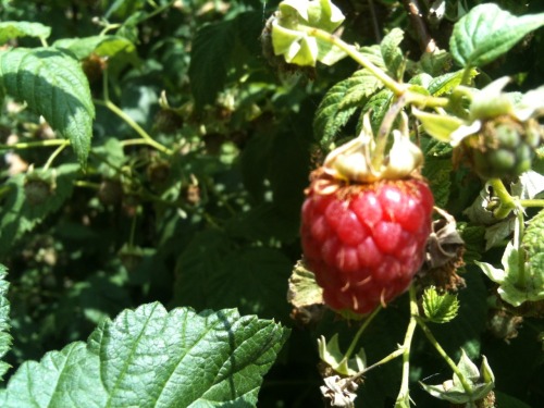 Shots from the garden today; strawberries, raspberries and apples! Some are ready for picking (and s