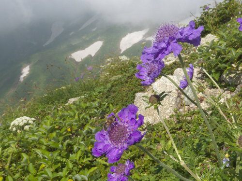 g*psy roses,Iide Mountains,Japan 飯豊山 ミヤママツムシソウ by skm_390