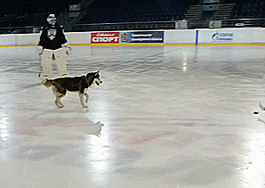 ayla-kurone:  ramblingferret:  MEANWHILE IN CANADA  airbud has some competition 