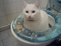 oreoofficial:  cat shouldnt be in the toilet but it is 