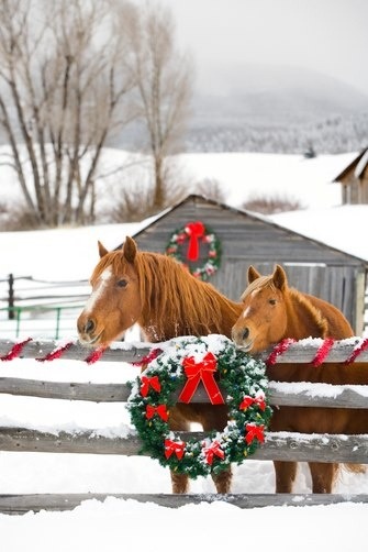 XXX Merry Christmas, neigh-bor! photo