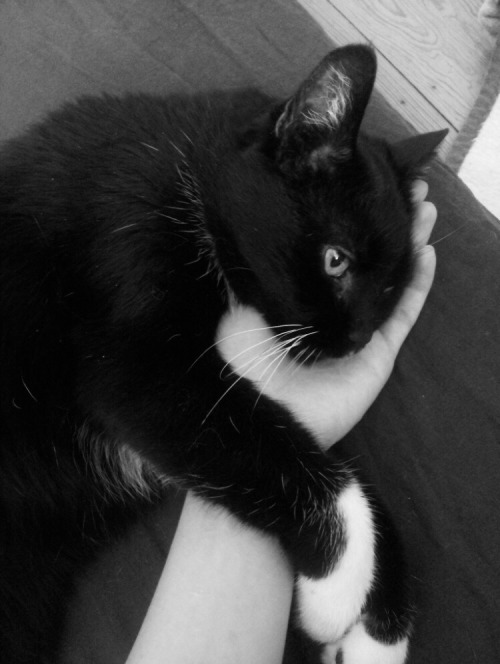 20th May 2002 ~ For My Beloved Cat Scully