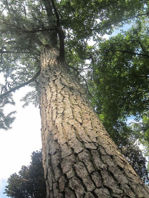 Wand Woods: Japanese Black Pine (Pinus thunbergii)from The Encyclopedia of Japanese Wands
“Black pine wands are lightweight and soft, but not especially durable if their owners neglect to perform regular maintenance on them. It is an excellent...