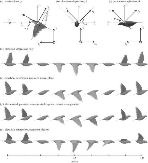 Porn photo anatoref:  Birds Wing Flapping ReferenceSource