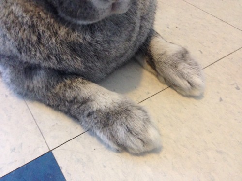 dappled wee front paws… (okay, not so little!)