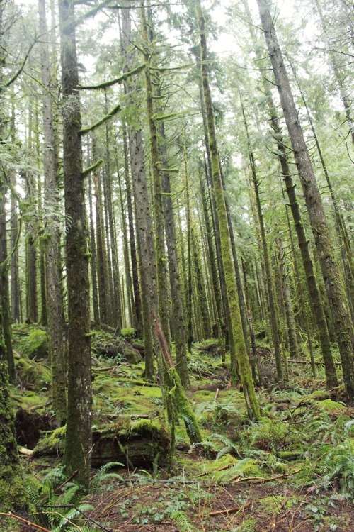 matchbox-mouse:From hiking in British Columbia