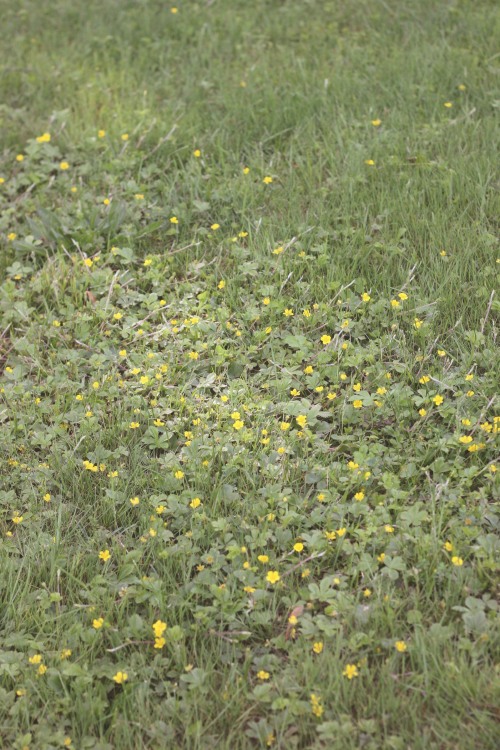  Yellow flowers, May 2022 