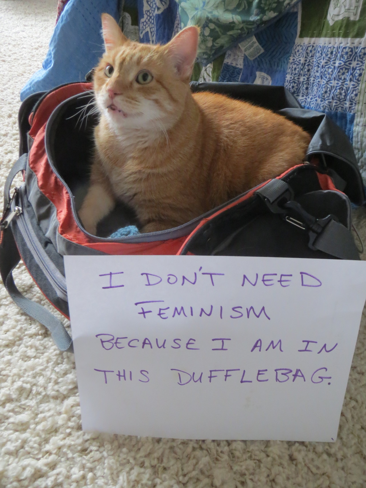 [EDITOR’S NOTE: I cannot come up with a rebuttal. There is no question that cat is in a dufflebag.]
–
Reader submission. Confused Cats Against Feminism is brought to you by We Hunted the Mammoth, and by YOUR KITTIES. Submit!  And buy crap at the...
