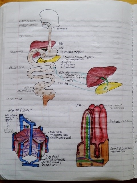 telencefalon:  Anatomy &amp; Physiology Notebook. A few pages from my anatomy