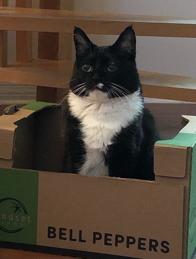 a serious black and white cat sits in a large box with the words bell peppers written across the side