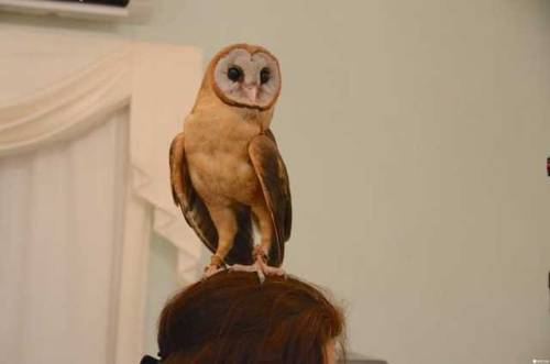  Perch An Owl On Your Shoulder At The Akiba Fukurou Owl Cafe! Akiba Fukurou was the second-most popu
