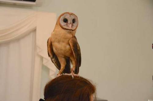 Perch An Owl On Your Shoulder At The Akiba Fukurou Owl Cafe! Akiba Fukurou was the second-most popul