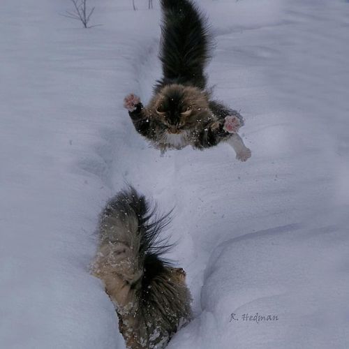 Porn photo catsbeaversandducks:  Amazing Snow Chonkers
