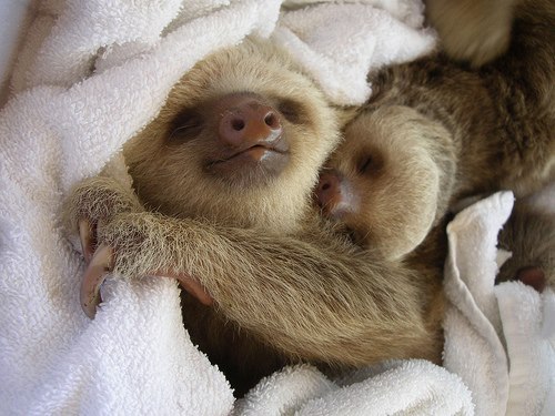kim-jong-healthy:  sloth cuddles 