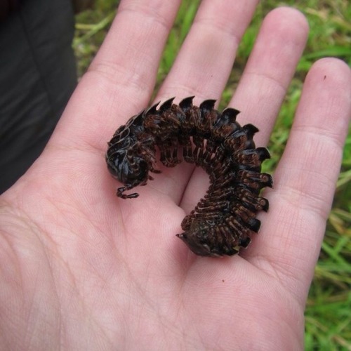 buggirl:A super cool robot, I mean millipede, that I found in the cloud forest of Ecuador. Platyrhac