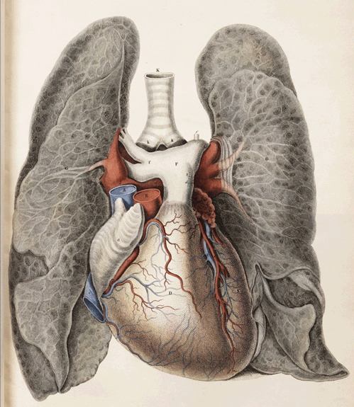 blondebrainpower:Anatomical plates, drawn by John Lizars around 1840, are from the Smithsonian’s Dibner Library of the History of Science and Technology.
