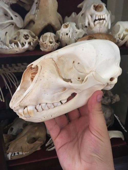 roadkillandcrows: Amazing harbour seal skull I got! It’s from the Netherlands and has a paper trail.