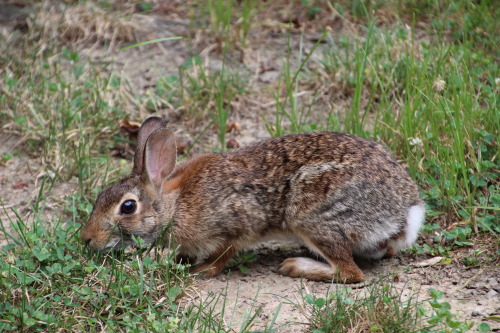 Bunny in the backyard 