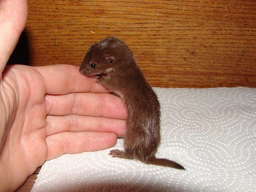 Sex sigoynerblod:  OH MY GOD BABY WEASELS    pictures