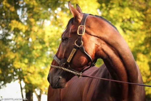 smarty-jones:Happy 6th Birthday to the always stunning American Pharoah ♥️ (x)