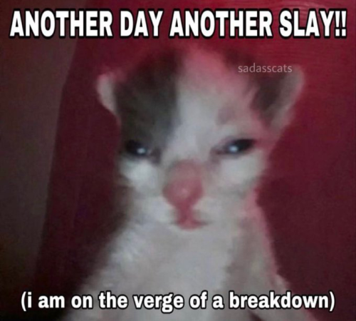 Crunchy Cat Memes That Chat Noir Would Save On His Phone