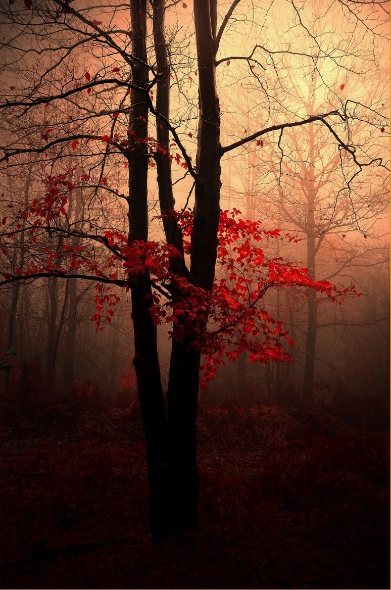 dr4gonland:Wood by Stefano Crea