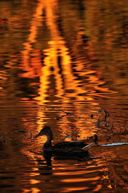 On Golden Pond 2A slightly later shot - as the sun goes down so it deepens the colour effect.River W