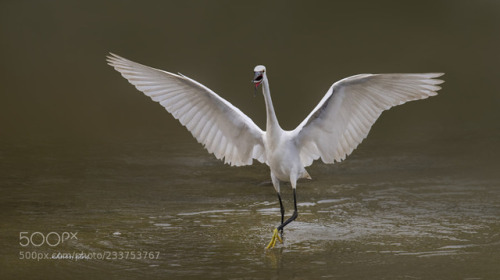 Küçük ak balıkçıl - Little Egret - Egretta garzetta by aatac