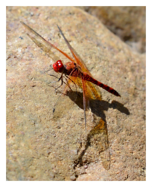 fatchance:Libellula croceipennis, the neon skimmer.In Miller Canyon, Coronado National Forest, Cochi
