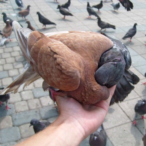 blurds:  disgustinganimals:  THE MERGING IS COMPLETE  severely underinflated birdball 