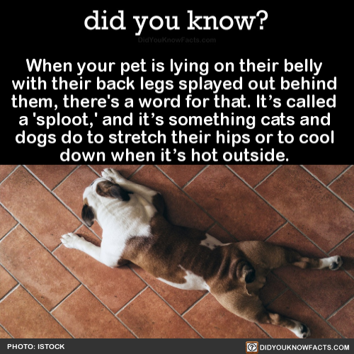 did-you-know:  When your pet is lying on their belly with their back legs splayed