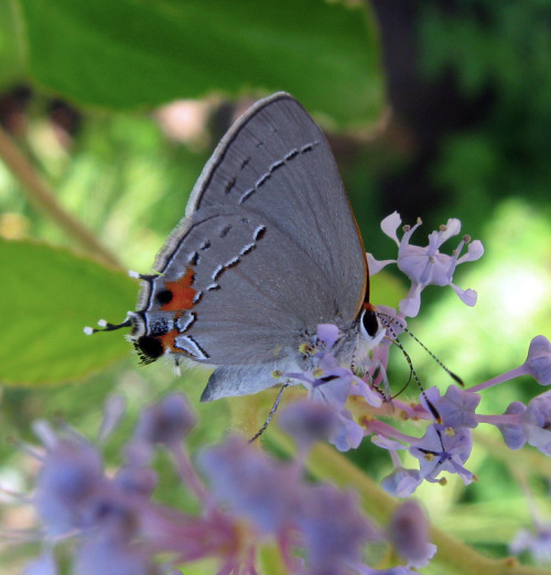 northeastnature:  For me, this year was all about hairstreaks - tiny, often grey butterflies with in