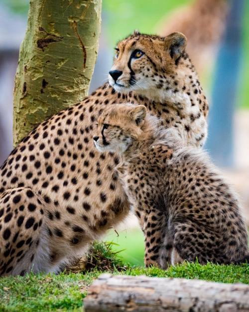 Addison & her cubs by Marco Ponce