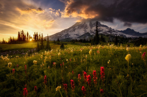 te5seract:Tatoosh Wildflowers, Mountain Splendor & Shoulders byDoug Shearer