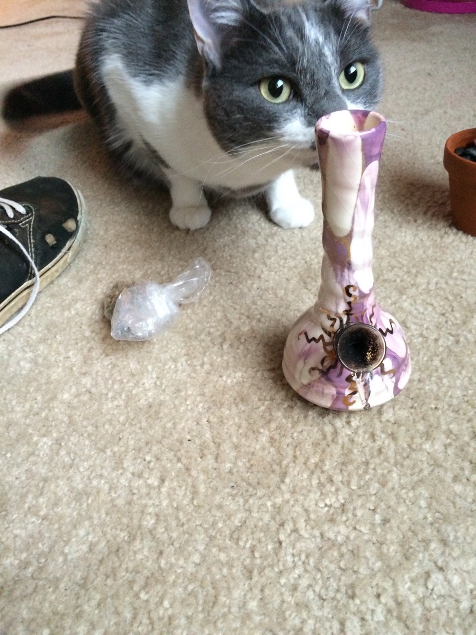 inhalethcdroplsd:  Dina wants the dank