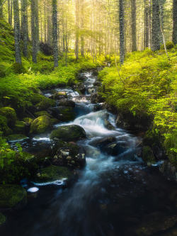 silvaris:The fern forest by Fredrik Strømme