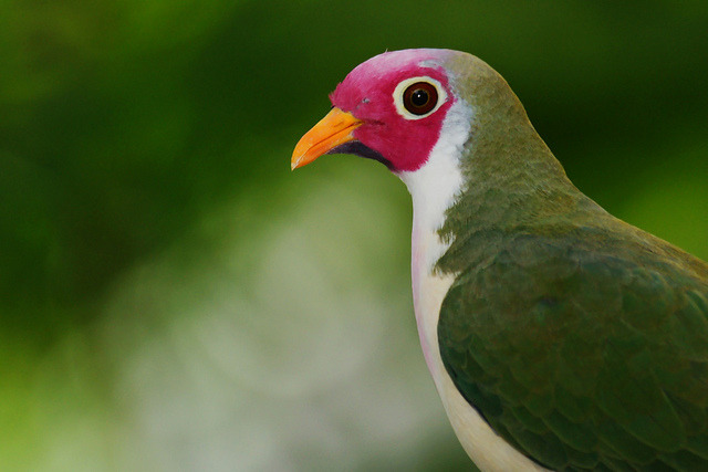 fairy-wren:  Jambu Fruit Dove (Ptilinopus jambu) males, SE Asia Photos by Dave Irving