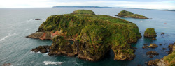 kusta-astronaut:    Monumento Natural Islotes de Puñihuil, Archipiélago de Chiloé -  Chile