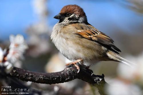 tokyo-sparrows:お花がさくと、春っぽいかんじになるよね〜（まだ寒いけど…）. （スズメちゃんと #妄想日常会話）. . いつもいっしょに. #スズメ写真集 『あした、どこか