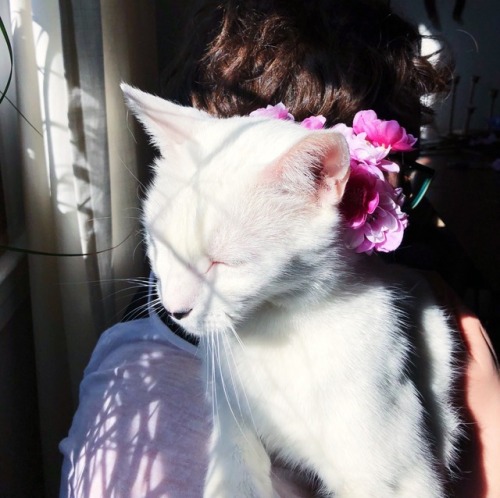 kilgorezouzou: Springtime cat